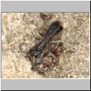 Pompilus cinereus - Wegwespe w60e traegt Wolfsspinne ein - Sandgrube OS-Wallenhorst.jpg